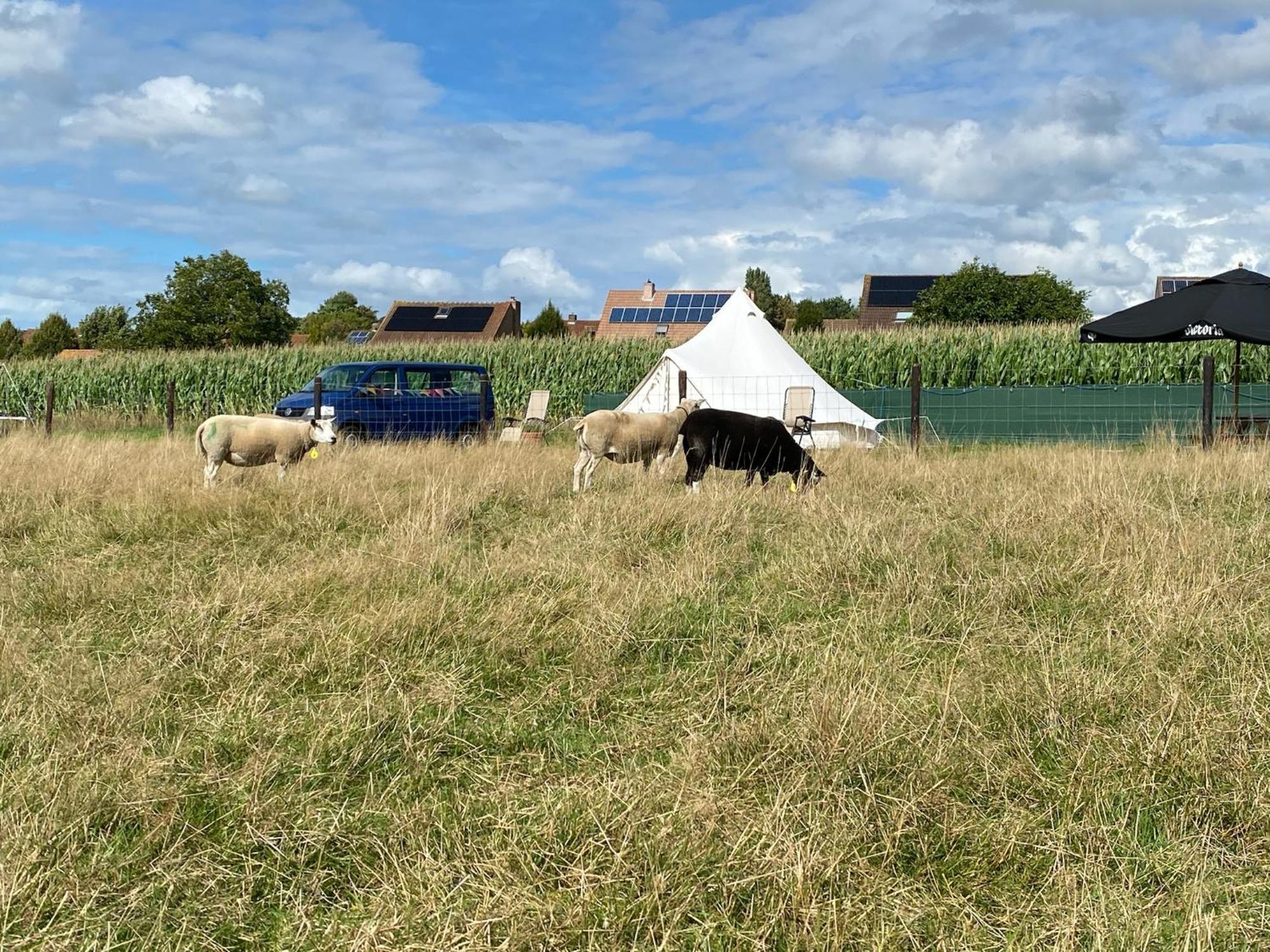 Camp Mangoeste Zedelgem Bagian luar foto
